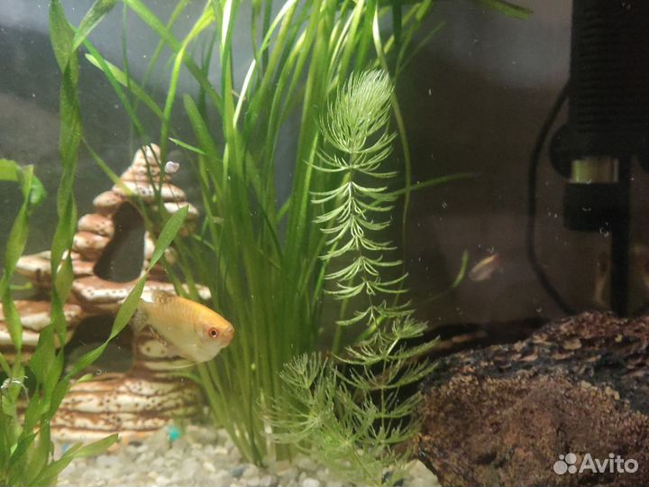 Растение роголистник для аквариума
