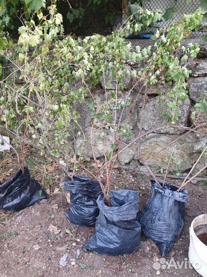 Саженцы черной смородины, взрослые с Зкс