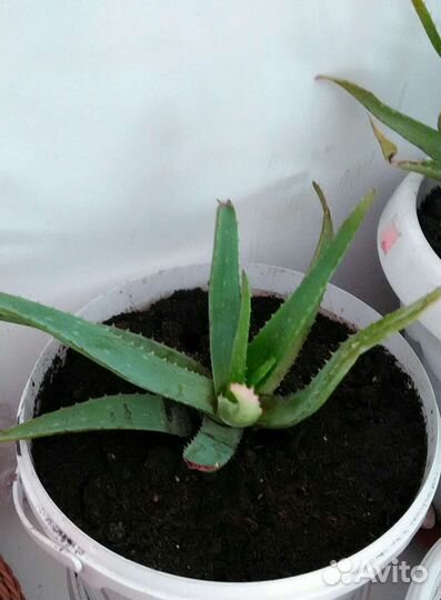 Алоэ лечебный