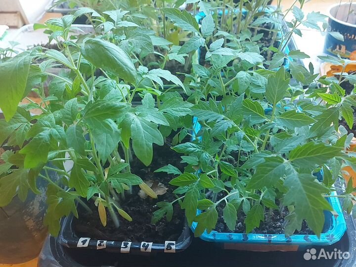 Рассада перца сладкого и острого,помидоры