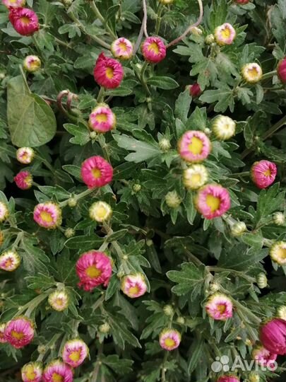 Хризантемы мультифлора