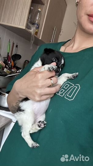 Щенок девочка,в добрые руки