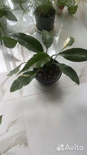 Мирт, Спатифилум домино