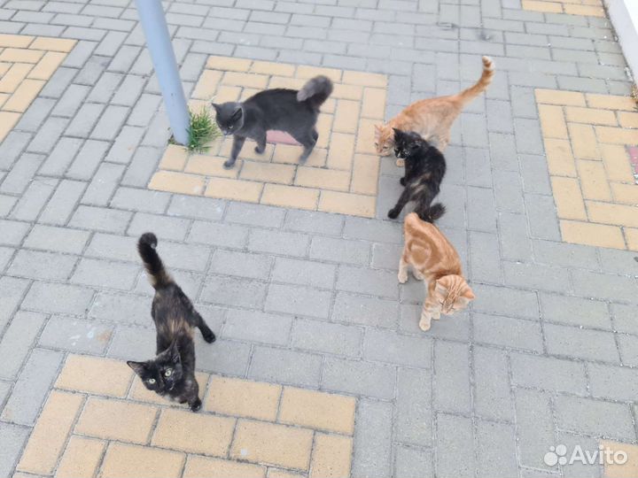 Кошка в дар