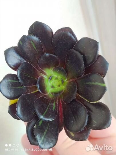 Эониум. Редкие вариегатные эониумы. Суккуленты