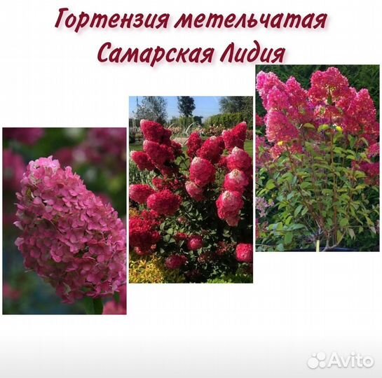 Гортензия метельчатая