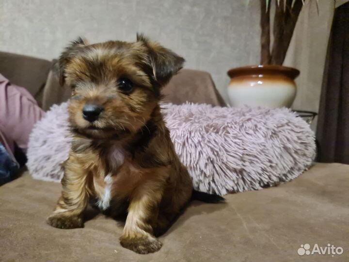 Щенки йорка