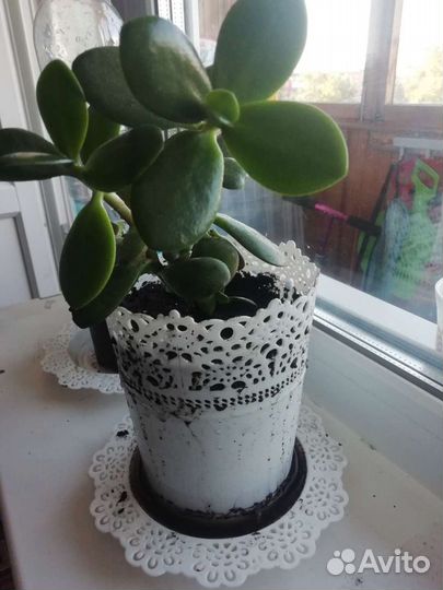 Денежное дерево толстянка