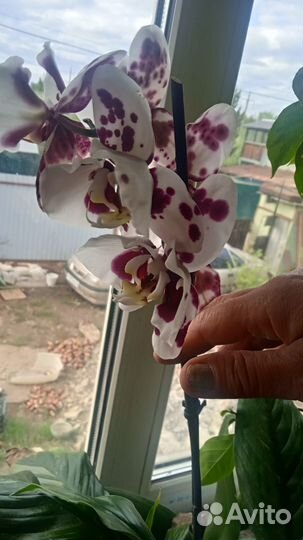 Орхидеи фаленопсисы