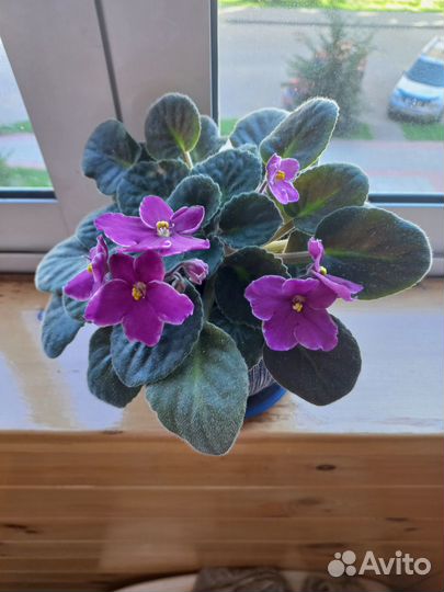 Фиалки в кашпо