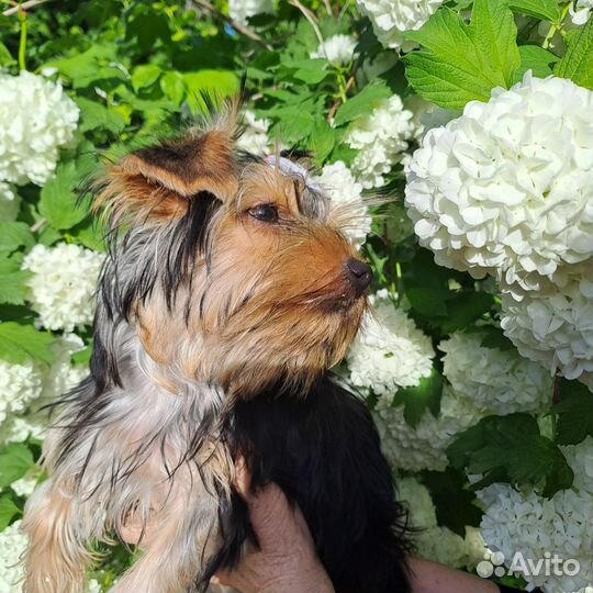 Девочка Йорка 4 месяца