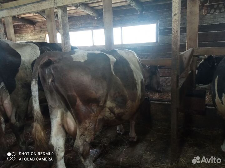 Корова на мясо