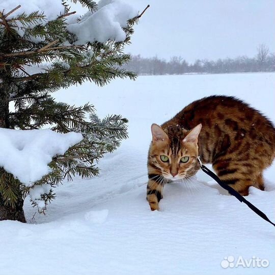 Бенгальские котята
