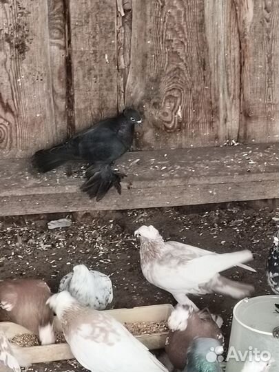 Продажа голубей узбеки