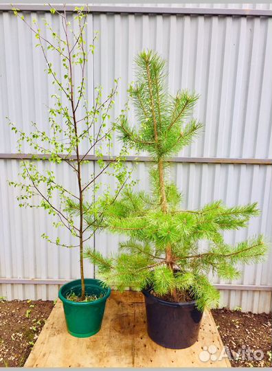 Ели Сосны Березы саженцы с доставкой