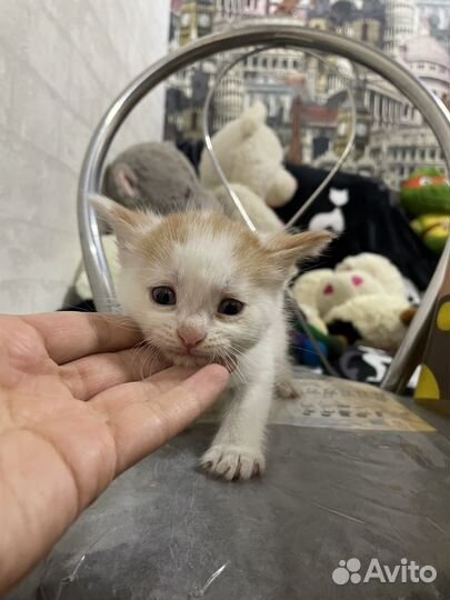 Котенок