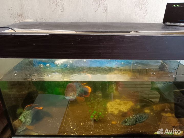 Аквариум с тумбой 240л
