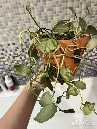 Сциндапсус пиктус аргиреус