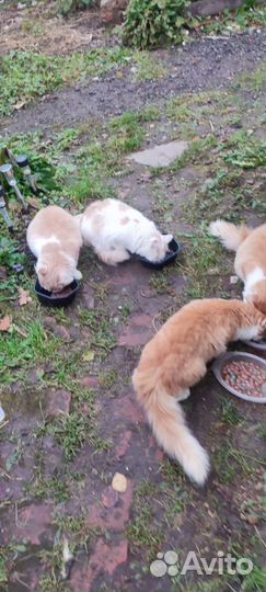 Мэйкун котята