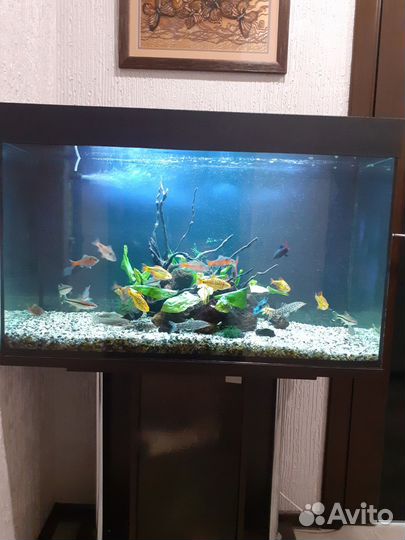 Аквариум с тумбой 160л и без тумбы 180л