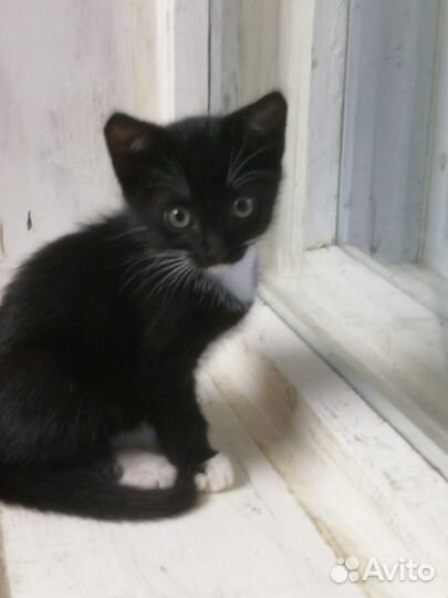 Отдам котенка в добрые руки
