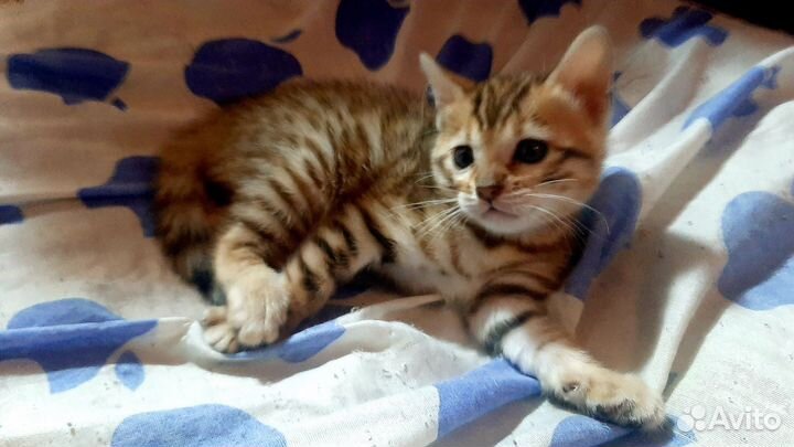 Бенгальская кошка