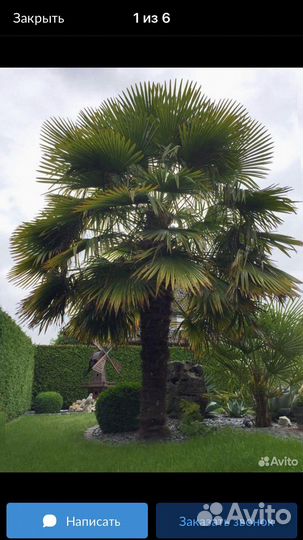 Пальма трахикарпус