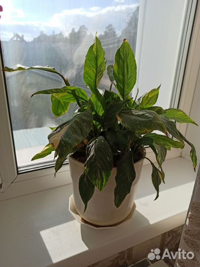 Комнатные цветы