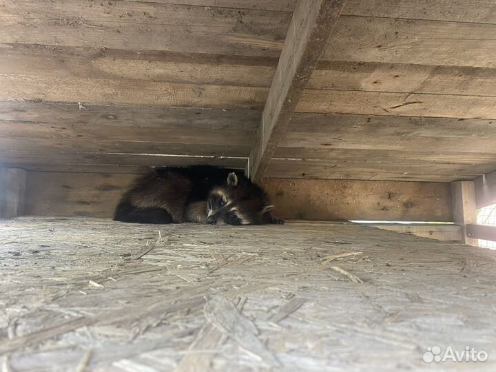 Енот полоскун