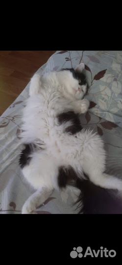 Кот в добрые руки