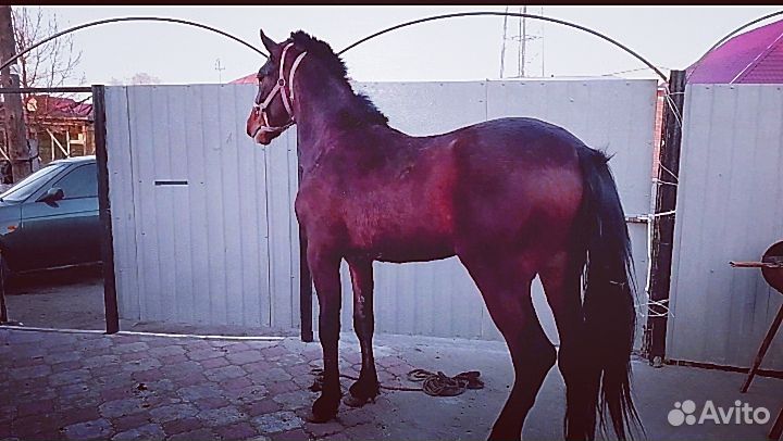 Жеребец иноходец 3 года