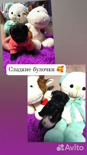 Щенки мопса черные