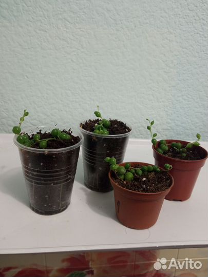 Крестовник роули