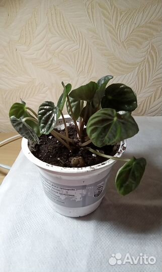 Пеперомия сморщенная