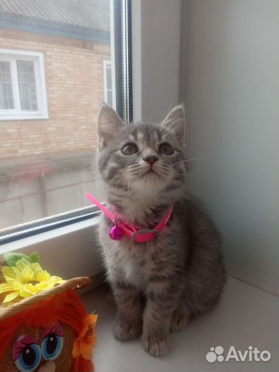 Британские котятки
