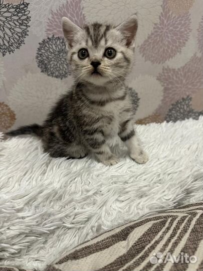 Британские котята