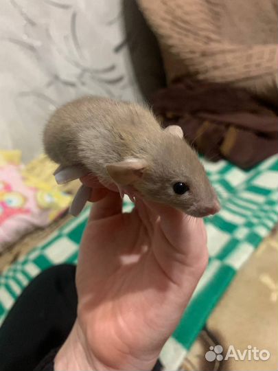 Крыса дамбо бесплатно