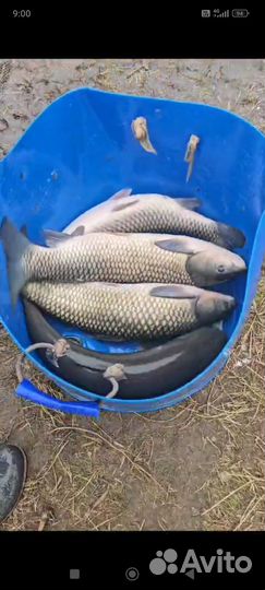 Продажа живая рыба