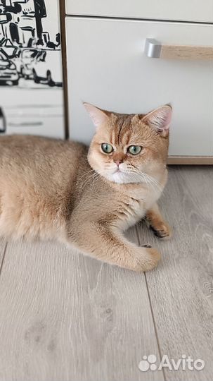 Шотландский котик