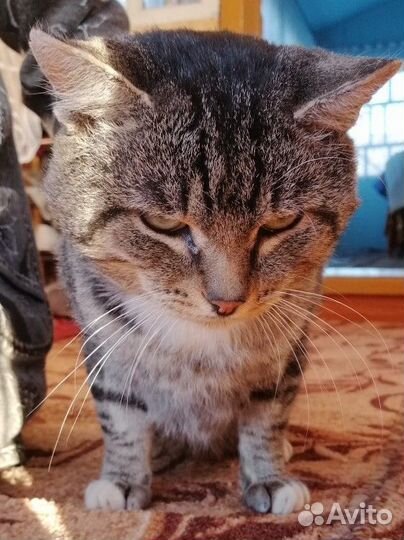 Кошка