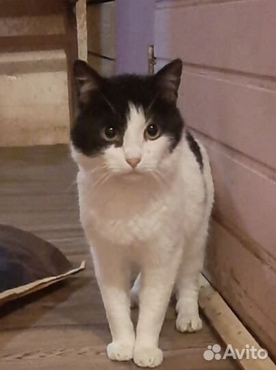 Кот из Приюта