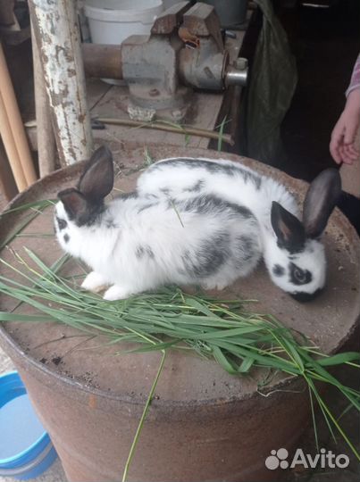 Крольчата месячные