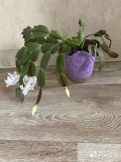 Декабрист шлюмбергера сортовые