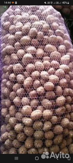 Картофель на корм скоту