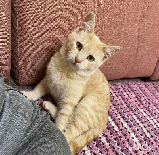 Котенок в добрые руки