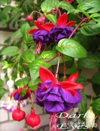 Фуксия сортовая