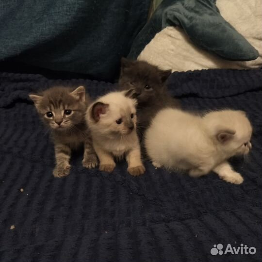 Котята отдам бесплатно