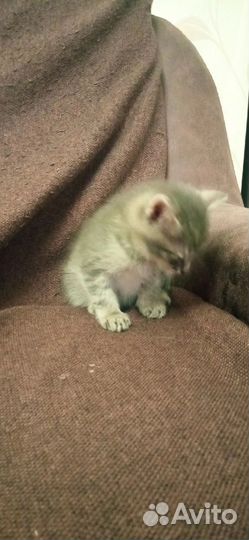 Котик Тошка