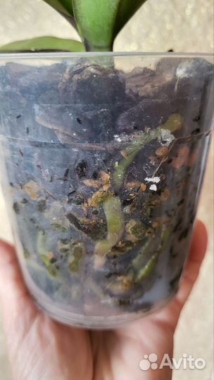 Орхидея фаленопсис