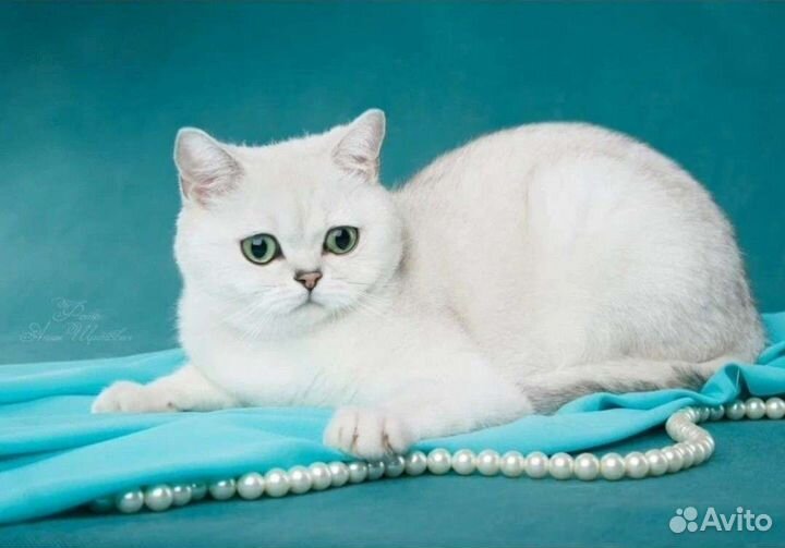 Британская короткошёрстная серебр.ш. в питомник